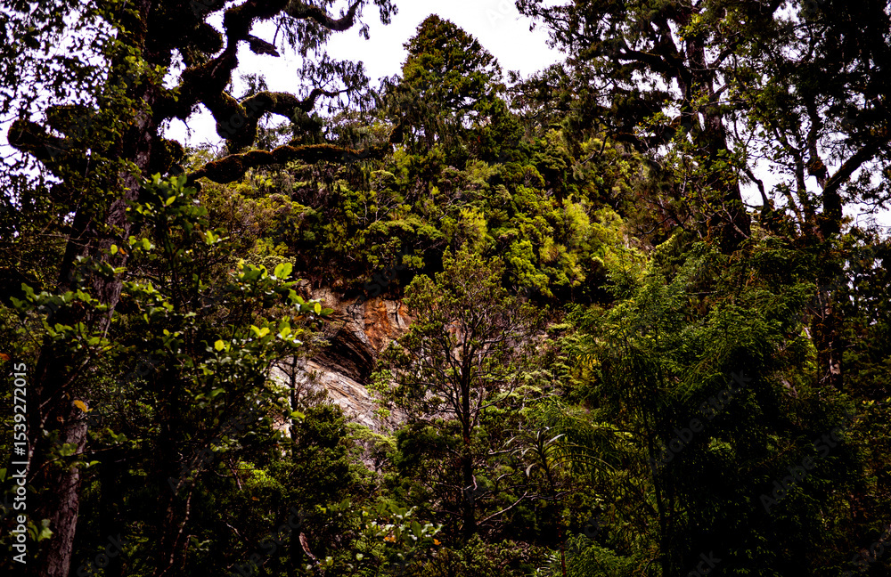 Fototapeta premium New zealand native bush forest wet rain jungle native endemic plants species ferns moss fiordland national park close up