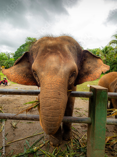 elephant in thailand