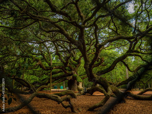 Angel Oak in Charleston, South Carolina