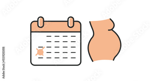 Pregnancy calendar and pregnant woman's belly. 