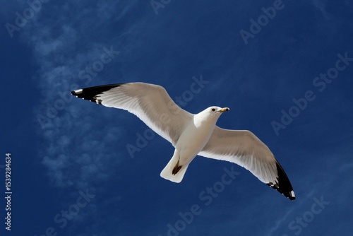 seagull in flight