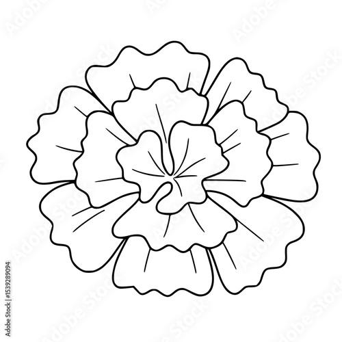 Carnation Flower Black and White Drawing