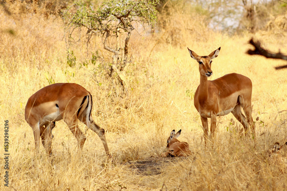 Fototapeta premium impala in the wild