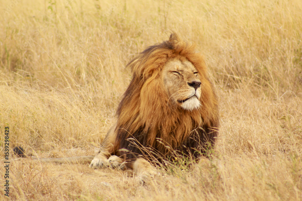 Obraz premium The King VI