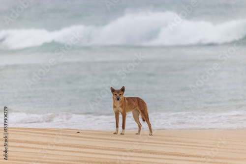 Dingo on the beach
