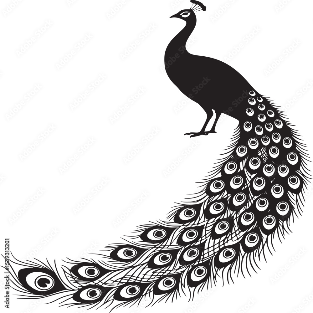 Fototapeta premium Black peacock silhouette with detailed tail feathers on a plain white background design element