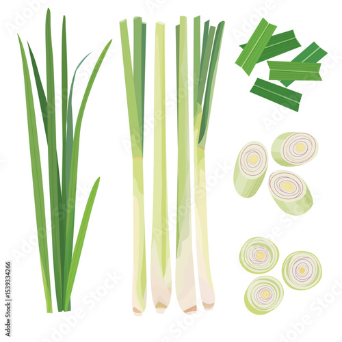 Lemongrass, Lemon Grass, Citronella, Cymbopogon, Barbed Wire Grass, Silky Heads, Oily Heads, Cochin Grass, Malabar grass, Fever Grass hand drawn vector illustration set isolated