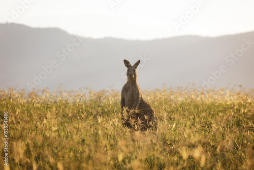 Photography Kangaroos in field at sunset