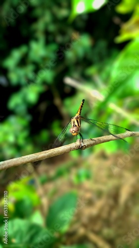 Wallpaper Mural dragonfly on a leaf Torontodigital.ca