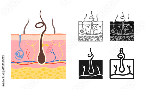Human skin anatomy layer symbol set. Anatomical structure layers epidermis, hair follicle white background. Epidermis surface human for medical infographic. Dermatology sign design vector illustration