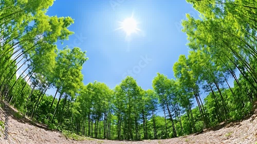 Vibrant Green Forest Sunlight Fisheye View