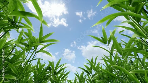 Vibrant Green Plants Under a Sunny Blue Sky