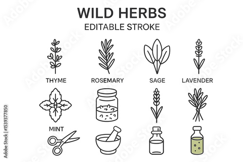 Wild herbs outline: thyme, rosemary, sage, lavender, mint icons with tools