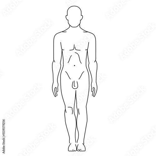 human body frontal silhouette vector