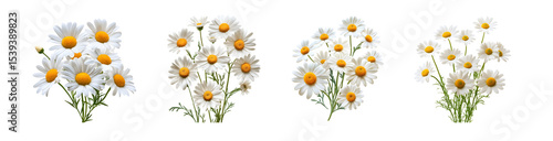 set of bunches of white daisies on a white background.