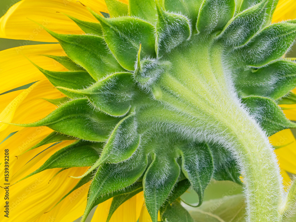Φωτογραφία Macro view of a sunflower from behind, highlighting its velvety green stem and bracts against soft yellow petals