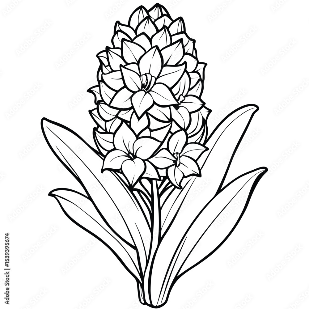 Obraz premium Hyacinth flower isolated on white background