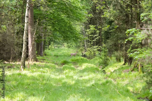 Obraz Sarna na drodze leśnej o poranku