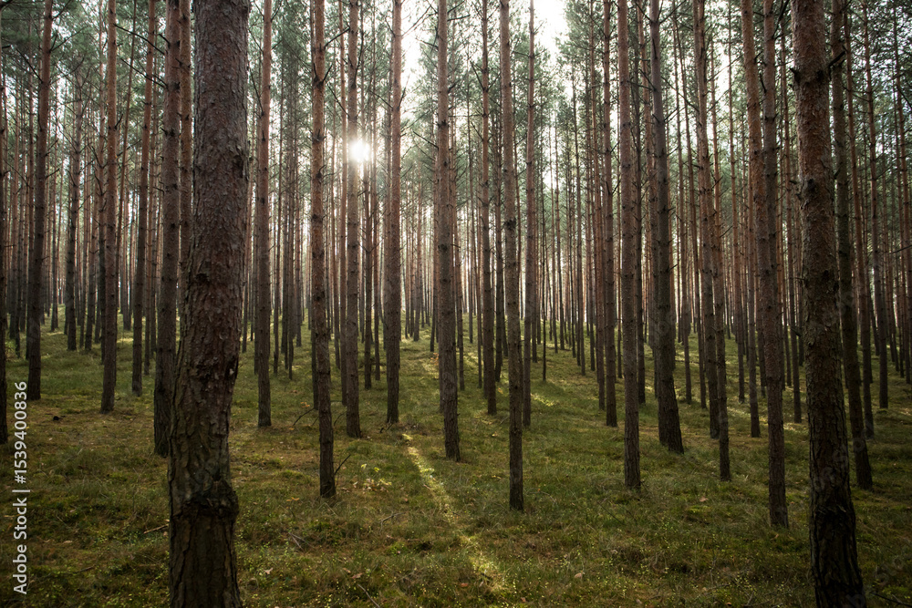 Fototapeta premium Piękny las o poranku