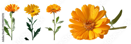 Four calendula officinalis flowers with stems and leaves are presented one is a close up of bloom