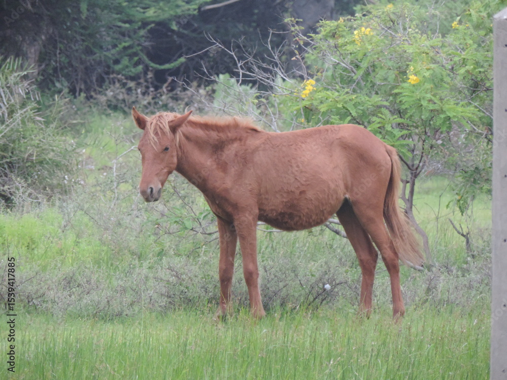 Fototapeta premium Sri Lankan Wild Horses in Mannar Island, Sri Lanka 