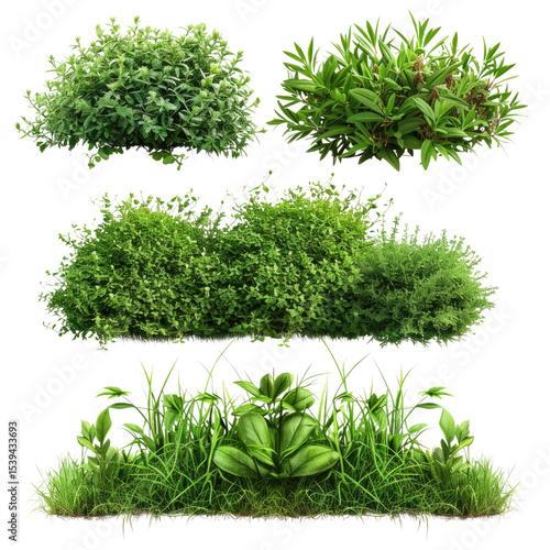 Lush Green Bushes Grasses Plants Foliage Collection Ideal for Landscaping Design and Nature Projects
