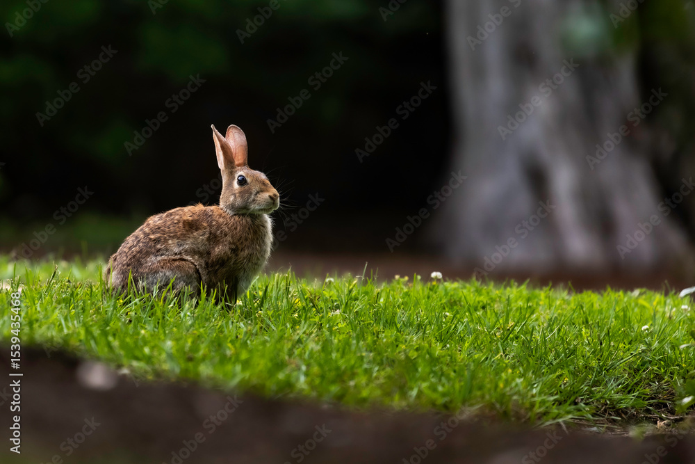 Fototapeta premium rabbit in the grass