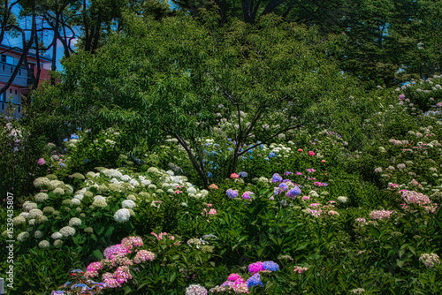 Wallpaper Mural 6月になると梅雨の晴れ間の公園には色とりどりの紫陽花や花菖蒲、睡蓮が咲き誇ります
 Torontodigital.ca