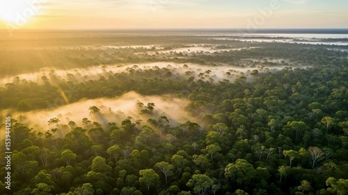 Aerial view of amazon rainforest with morning fog and sunlight nature landscape scenery image stock photo sunrise in the amazon rainforest