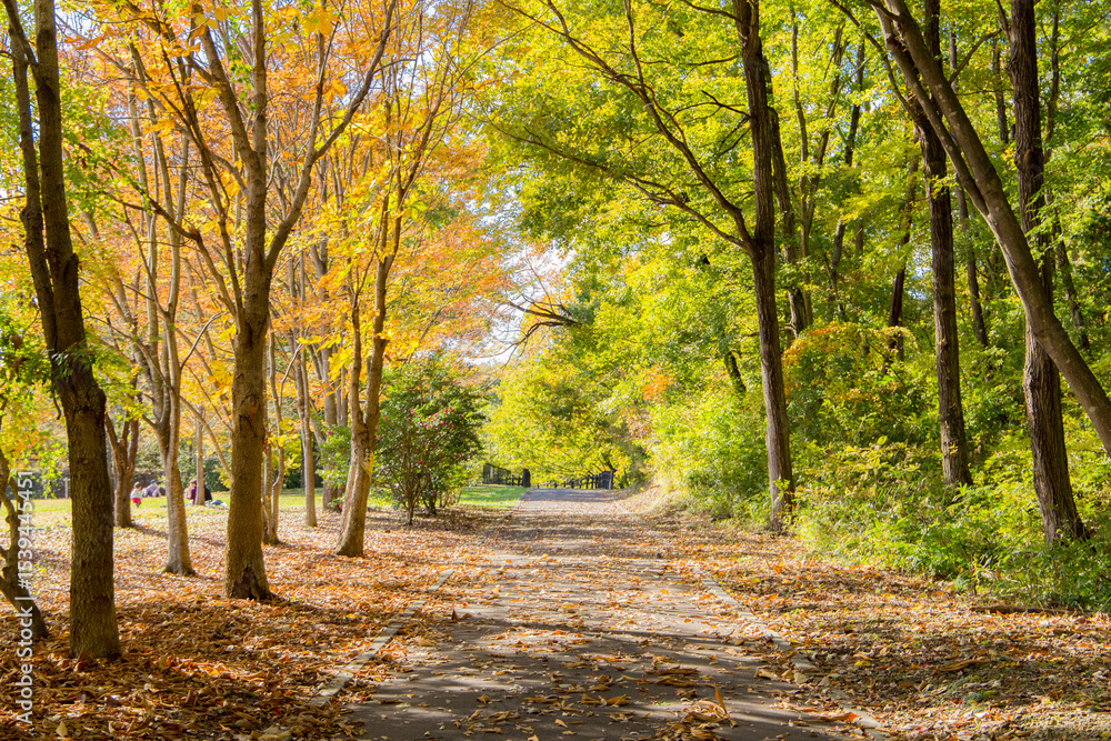 Fototapeta premium 銀杏並木