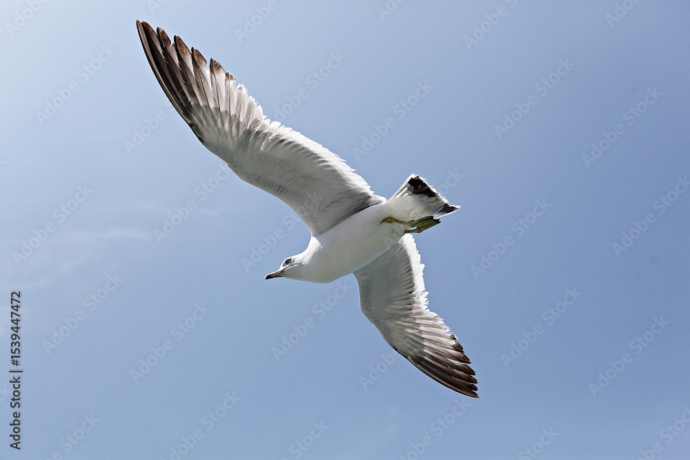 Fototapeta premium 갈매기