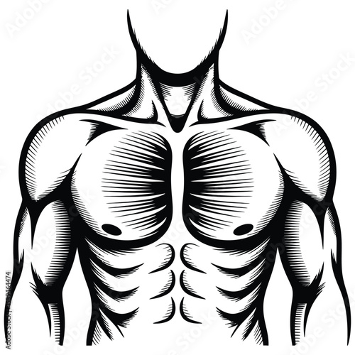 Anatomical Illustration of a Rib Cage