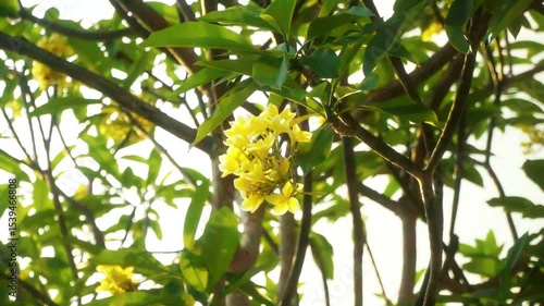 Low angle perspective of yellow flowers blooming high on tree limbs – fresh, sunny, and serene