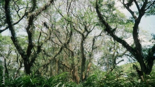 Smooth tilt-down shot revealing the magical green forest of Djawatan, East Java – rich vegetation and natural wonder