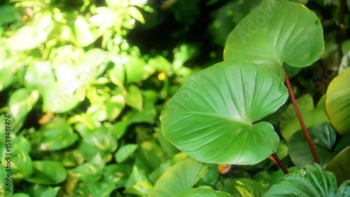 High angle slow motion shot of large tropical leaves gently swaying in the wind – detailed, calming movement in lush greenery