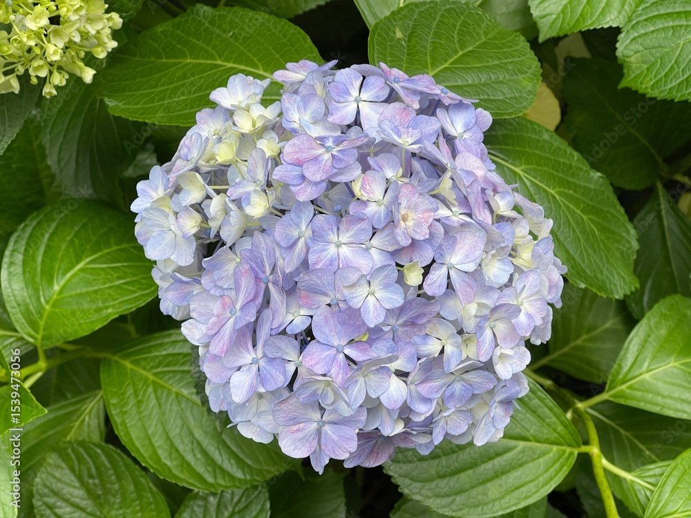 Obraz premium 6月の紫のアジサイの花 2025/6/4