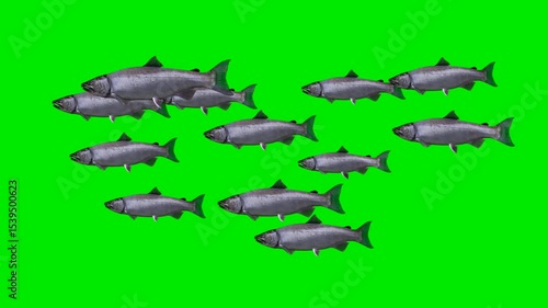 Coho Salmon Fishes - Scale of 12 - Swim Loop - Side Close Up View - Green Screen - Realistic naturalistic 4K UHD 3D animation isolated on chroma key background
