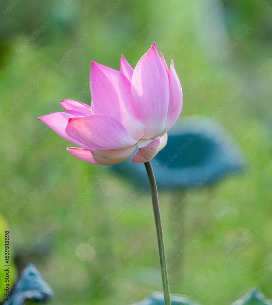 Fototapeta premium pink Lotus flower