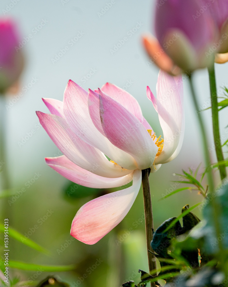 Fototapeta premium pink Lotus flower