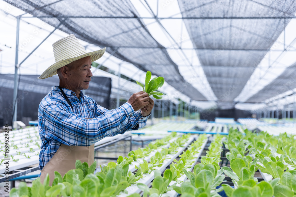 Obraz premium A senior farmer wearing a straw hat inspects fresh lettuce in a modern hydroponic greenhouse. Surrounded by rows of leafy greens, he showcases active aging and sustainable farming practices.