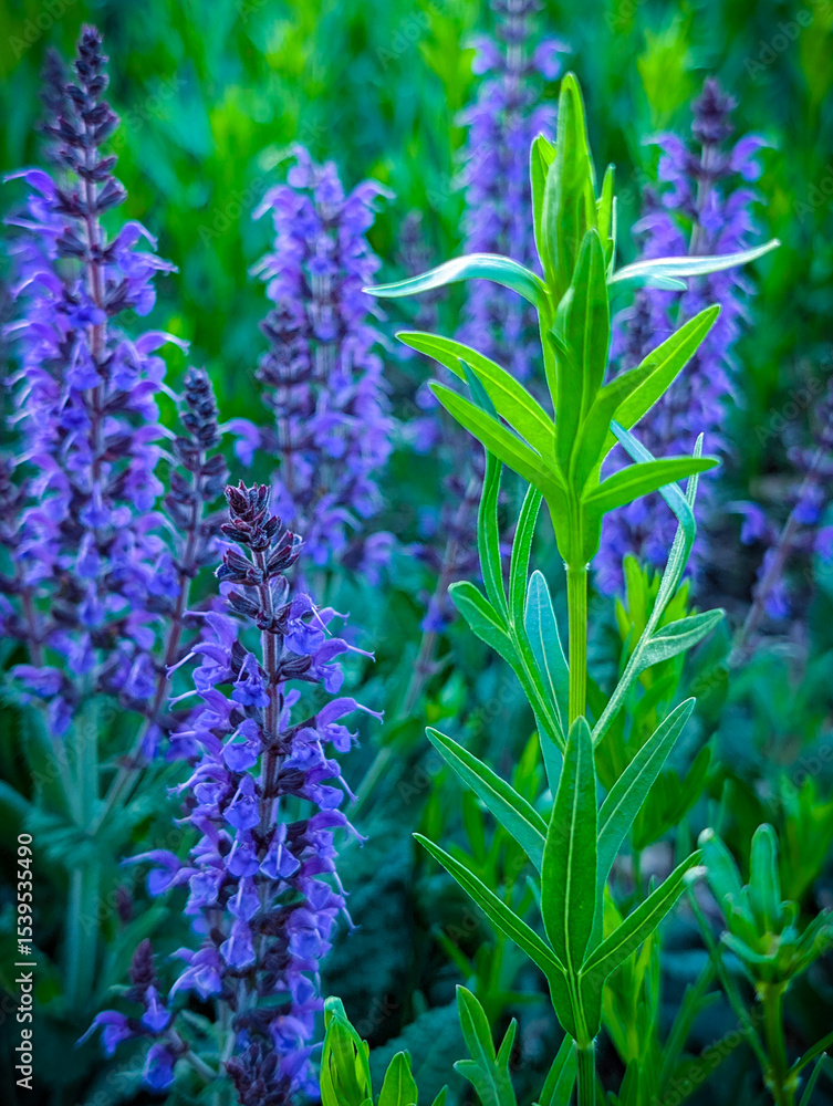 Obraz premium close up of lavender