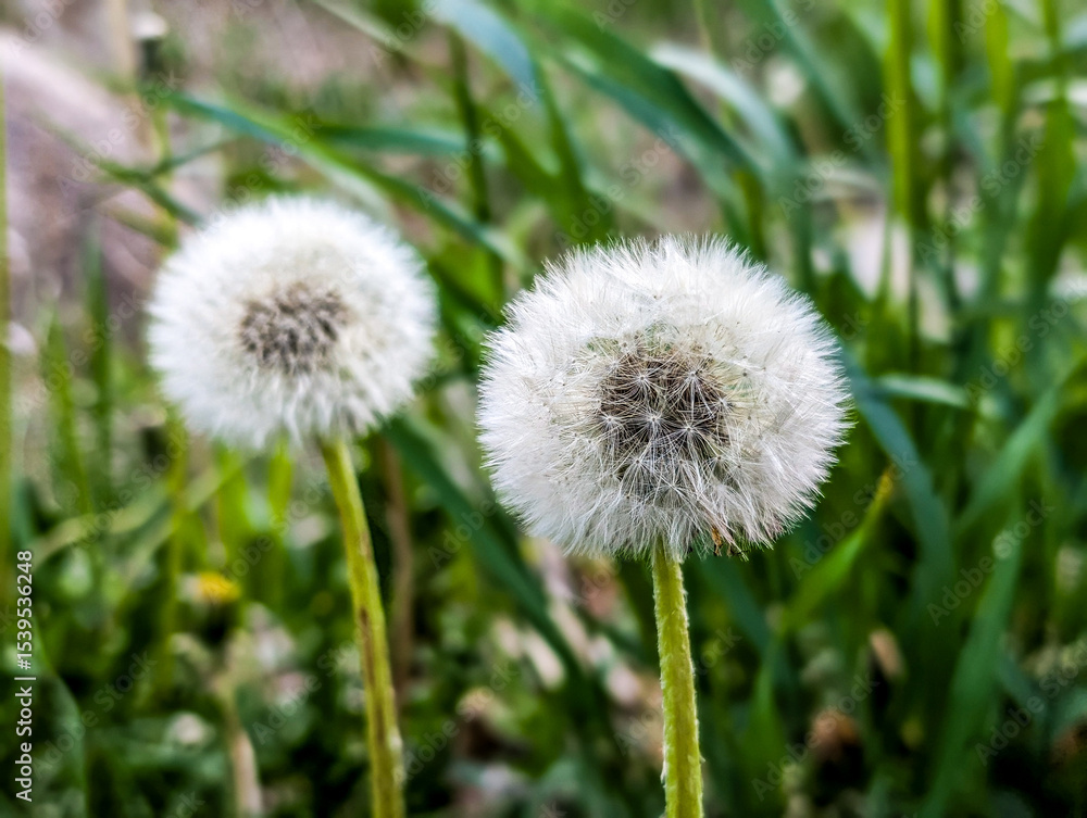 Dandelion in the grass Dandelion in the grass