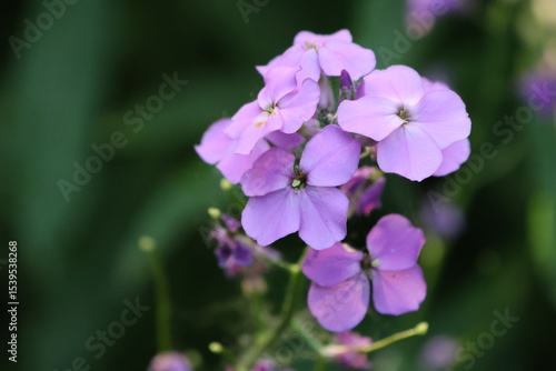 Delicate Purple Dame's Rocket Flowers in a Garden