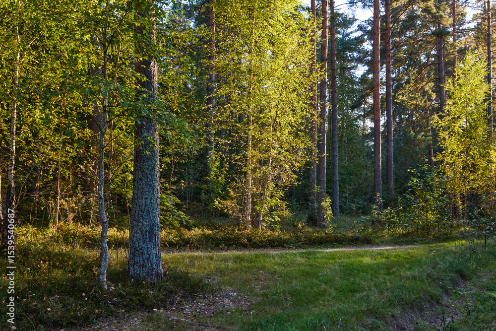 Fototapeta premium Serene Forest Landscape at Golden Hour