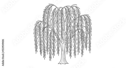 Weeping willow tree line art drawing vector illustration for coloring pages and design needs on transparent background