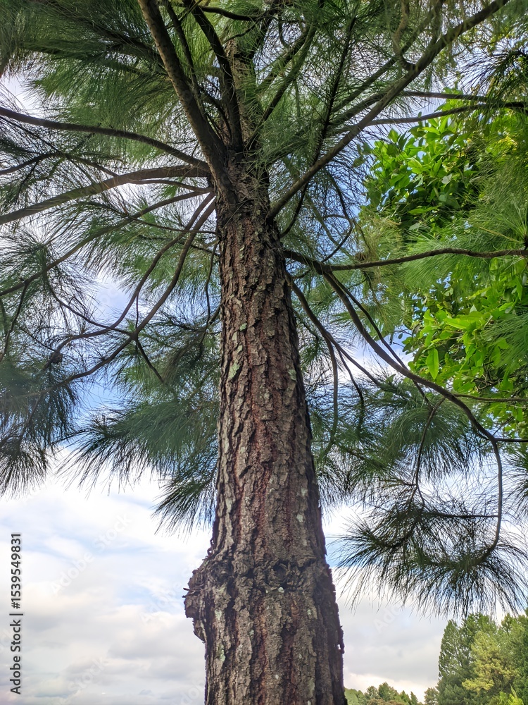Fototapeta premium Pine Tree Trunk from Below