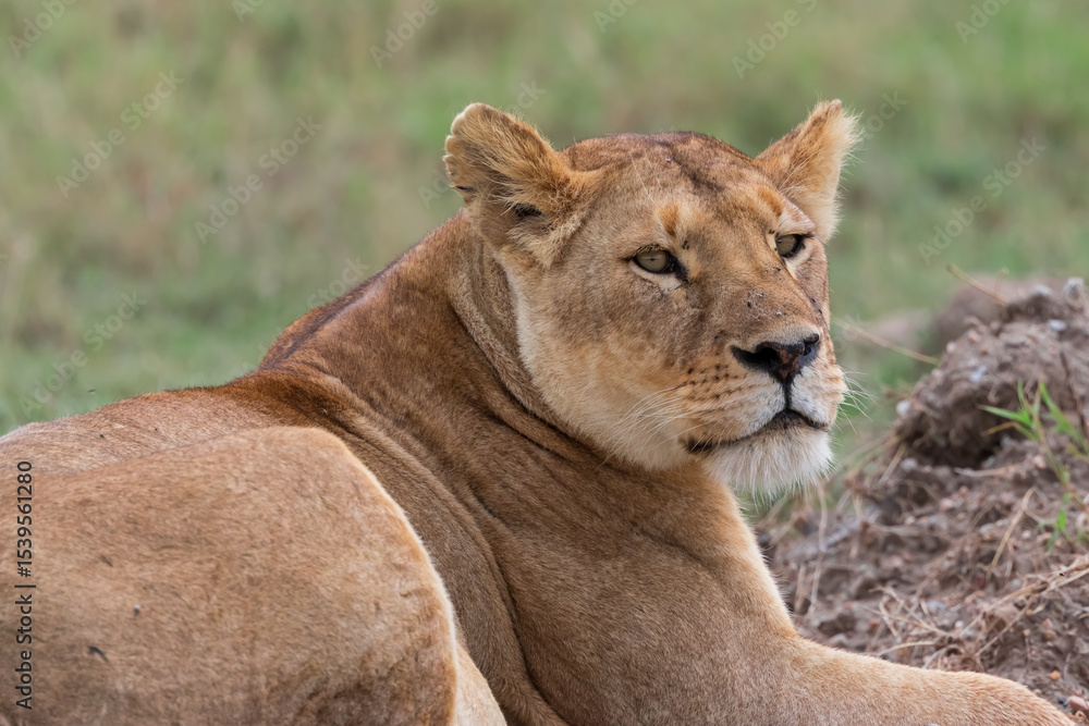 Close up view of female Lion in South Serengeti National park, Tanzania Close up view of female Lion in South Serengeti National park, Tanzania