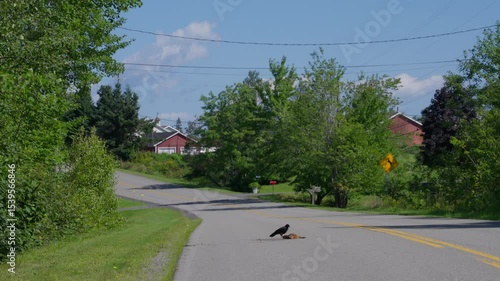 Crow scavenging on roadkill in rural area filled with trees and distant homes