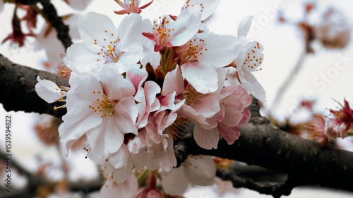 Cherry blossom flowers tree close-up image on a cloudy sky background image picture