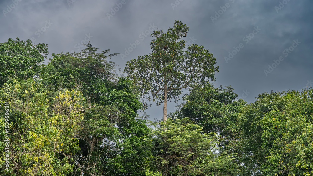 Obraz premium Vegetation of the tropical rain forest. Green crowns of tall jungle trees against the sky and clouds. Malaysia.Borneo. Sandakan. Nature Reserve